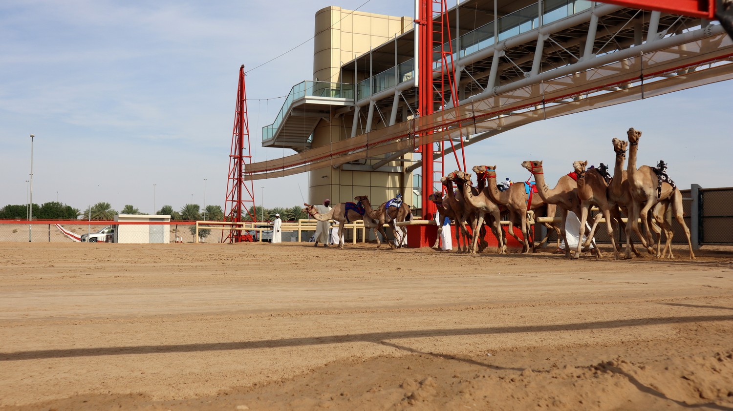 Camels07.jpg
