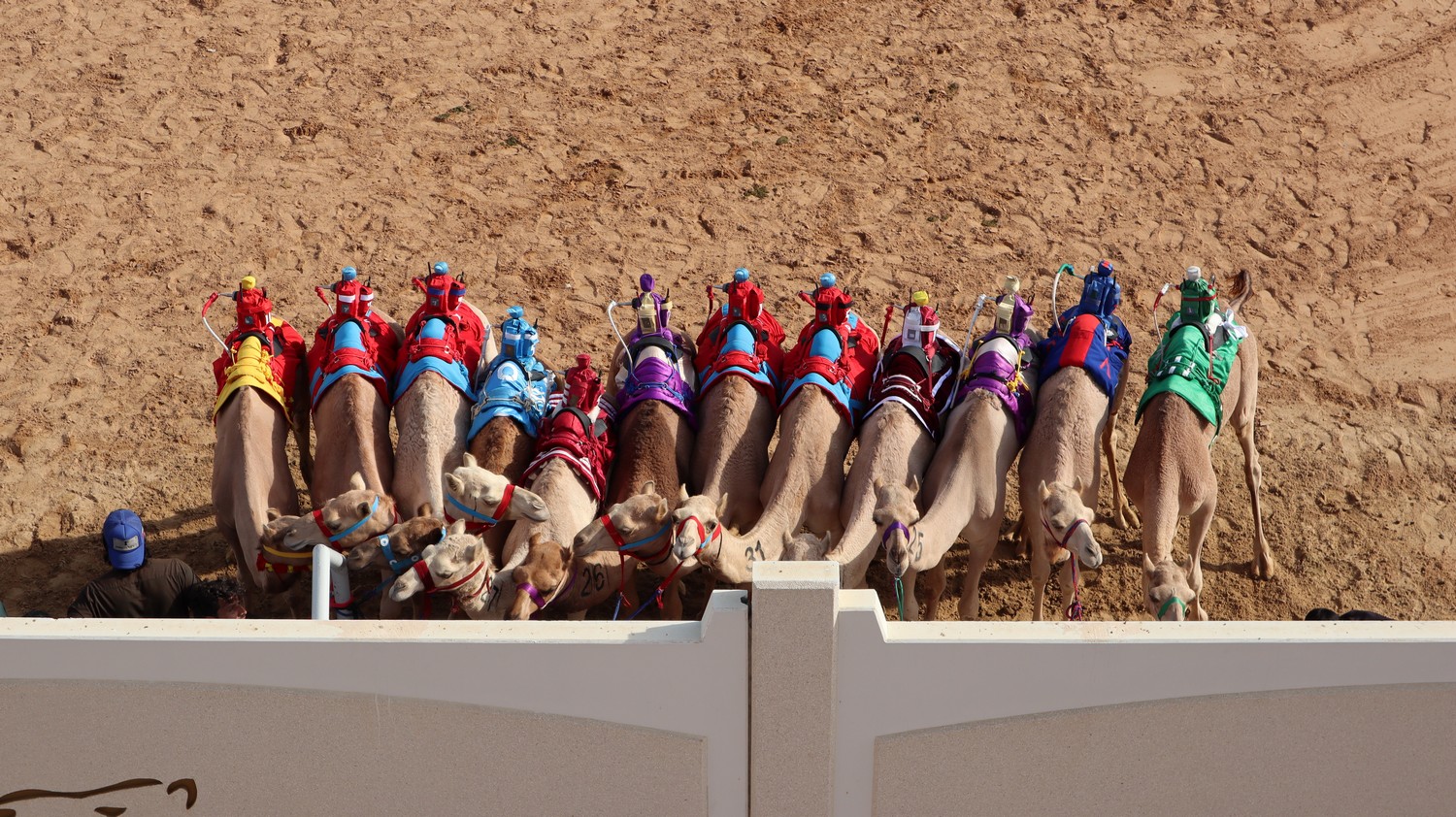 Camels08.jpg