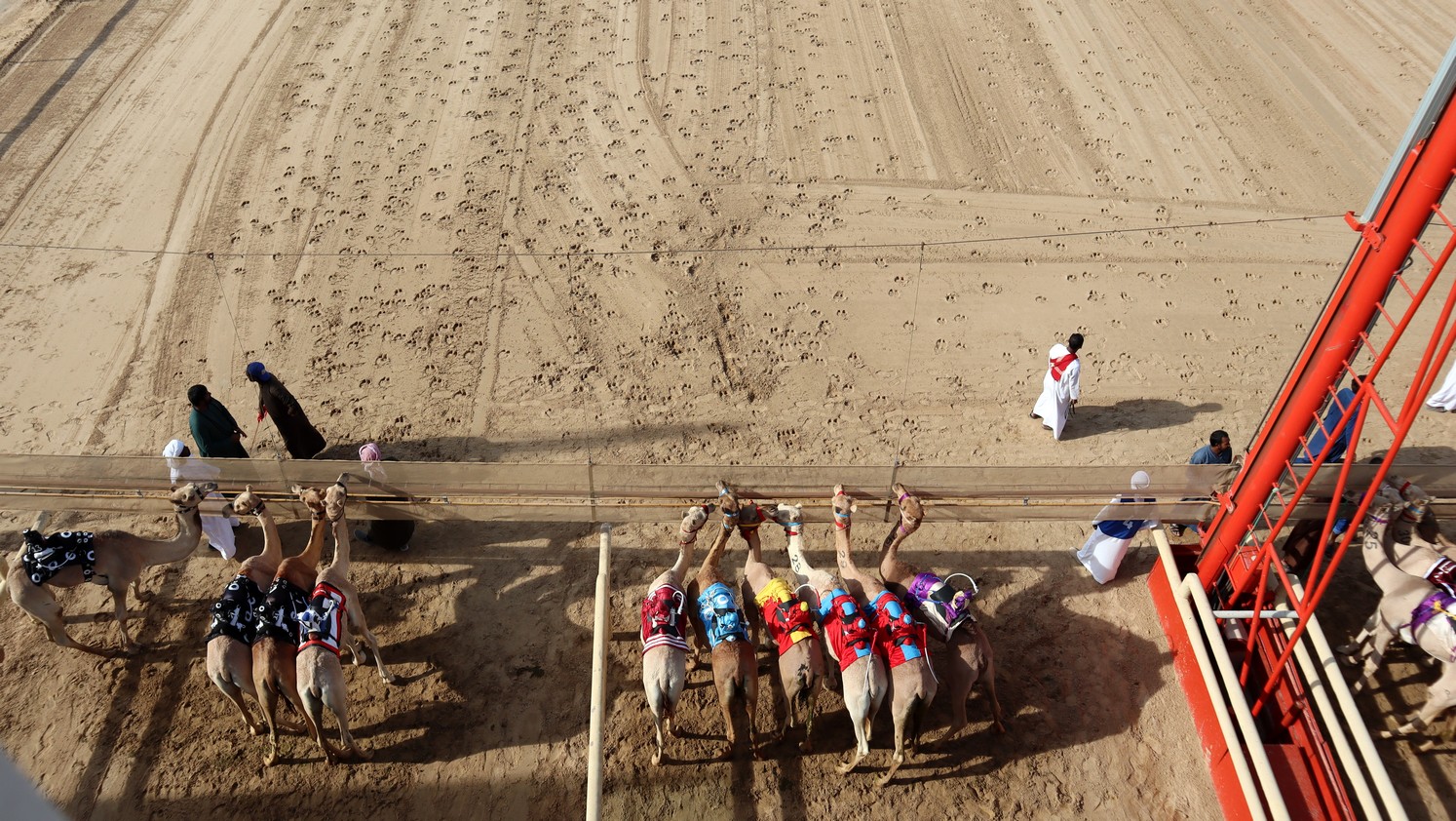 Camels09.jpg