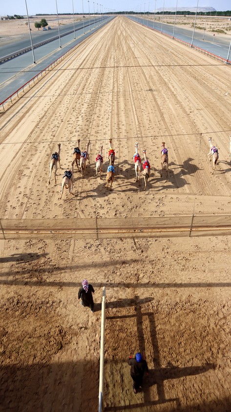 Camels10.jpg