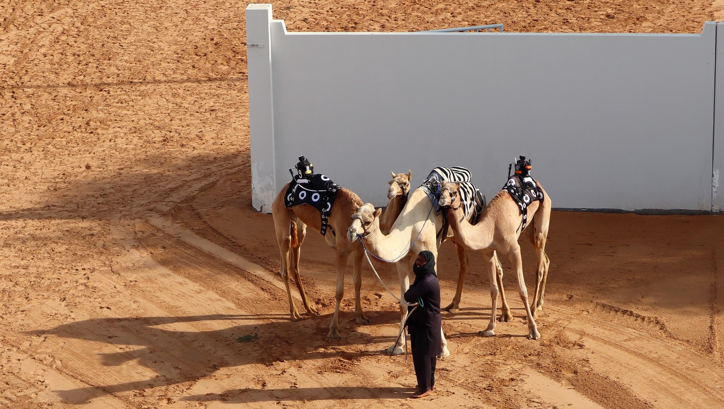 Camels12.jpg