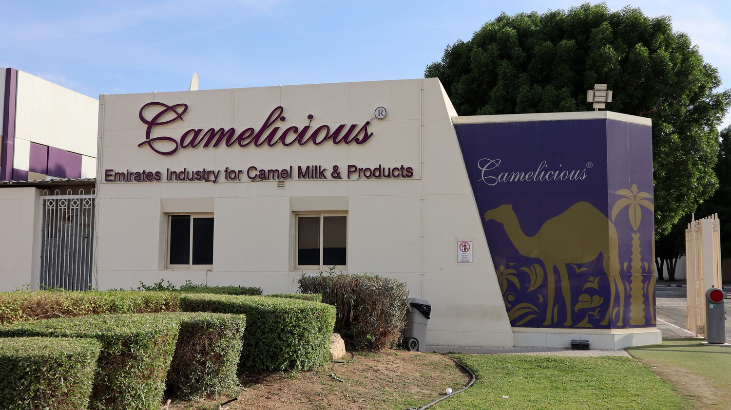 Camels15.jpg