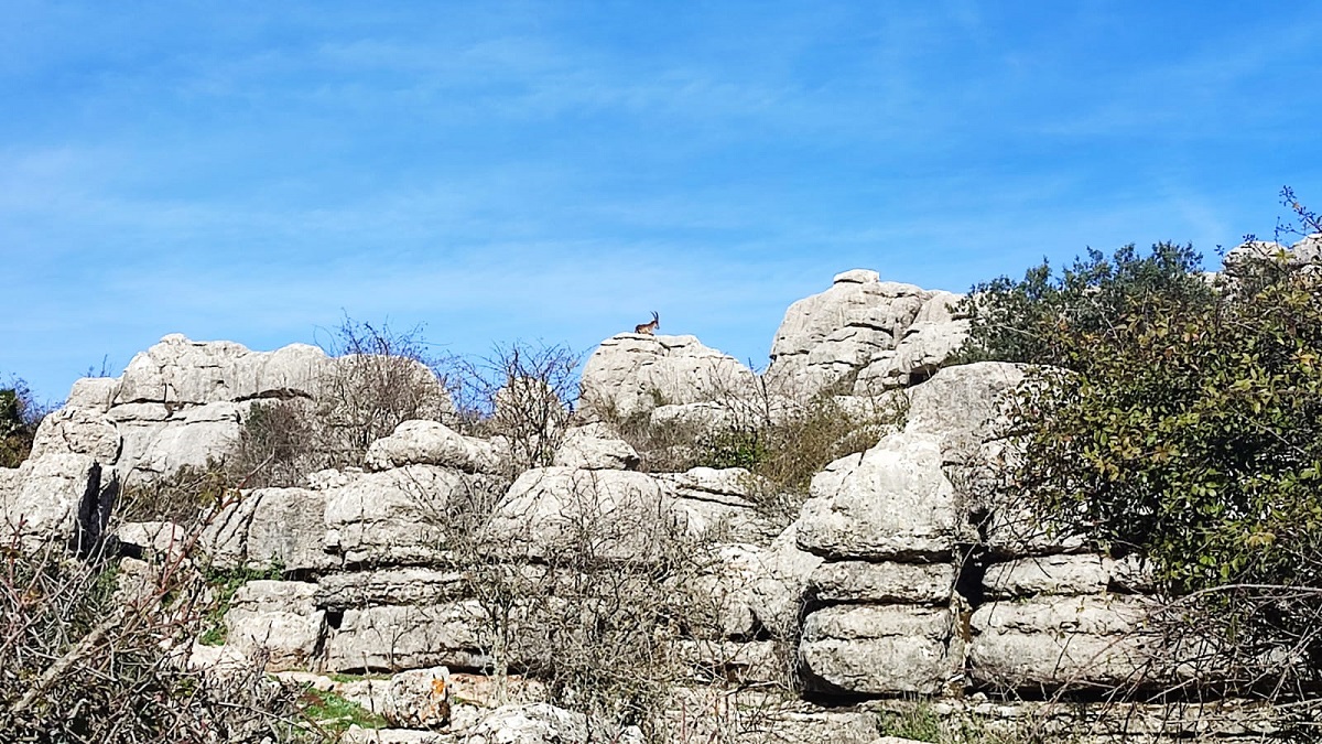 koziorożec.jpg