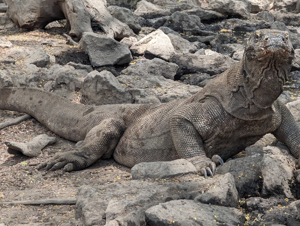 Komodo, Indoenz.jpg