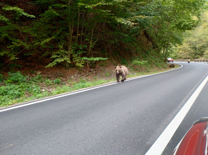 9-Transfogarska_miś.jpg