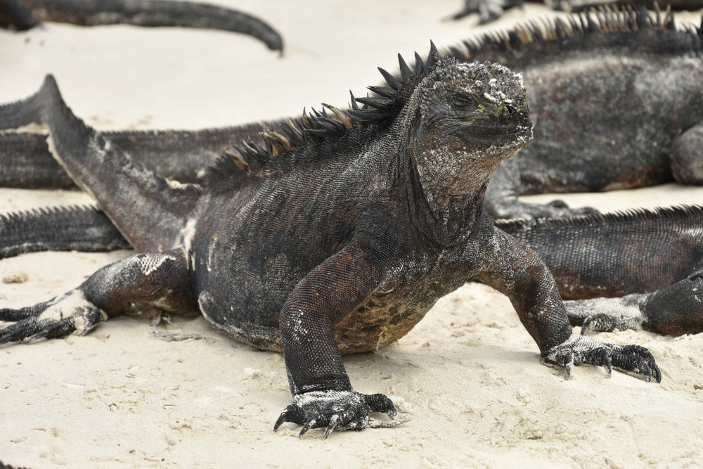 Galapagos.jpg