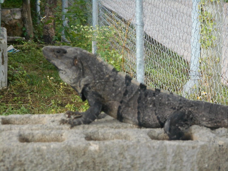 DSCN0089.jpg