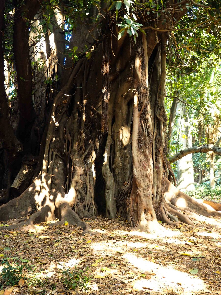 PA110389.jpg