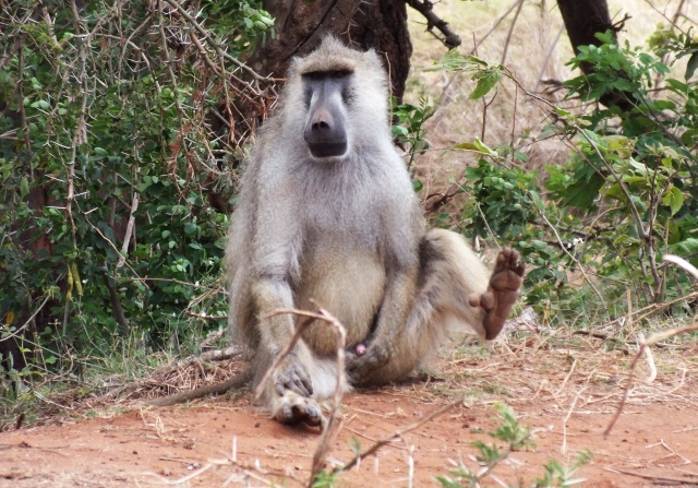 Kenia 1327.JPG