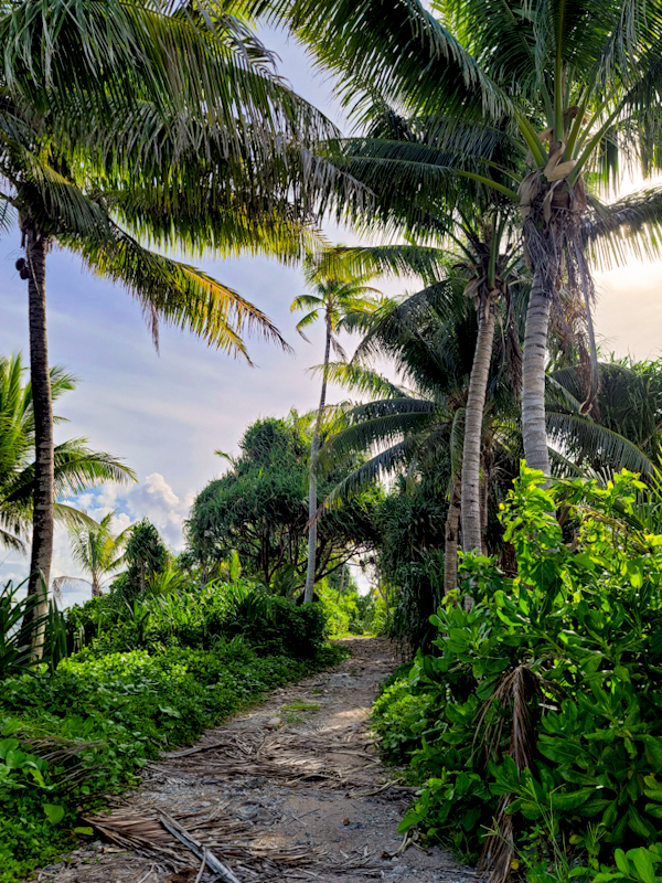 sunset path.jpg