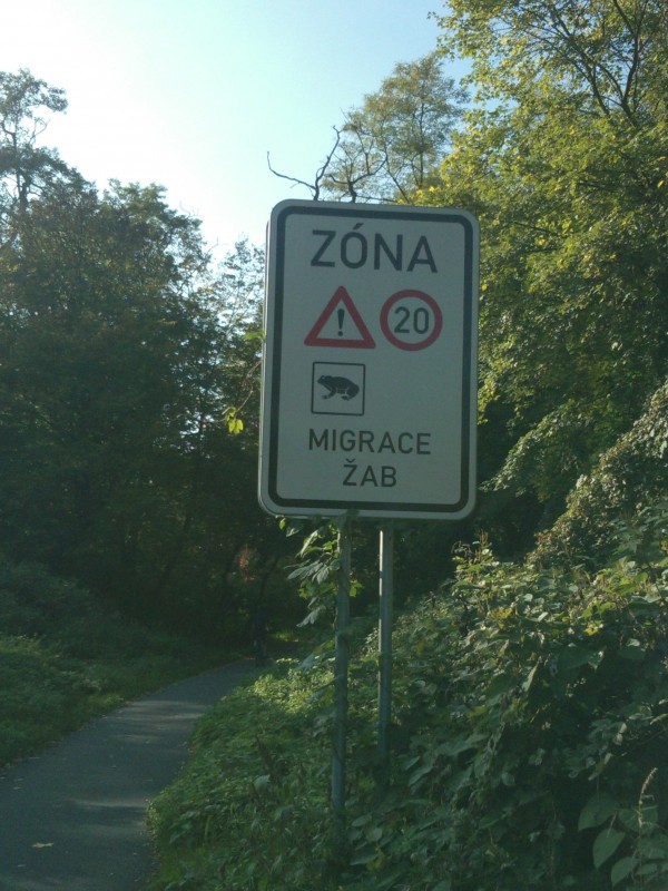 zaba.jpeg