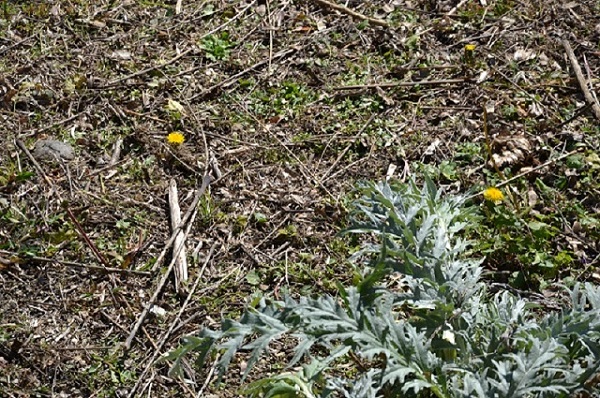 DSC_0047.JPG