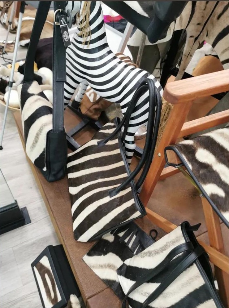 zebra.jpg