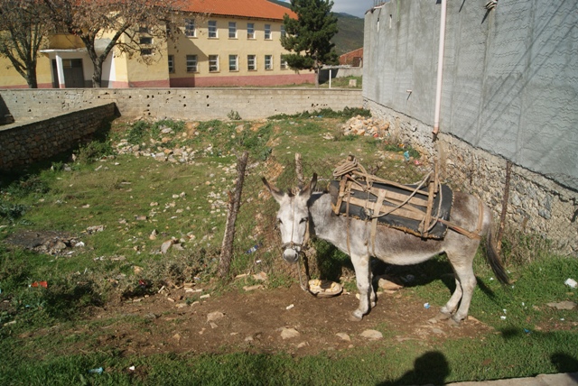 osioł.JPG
