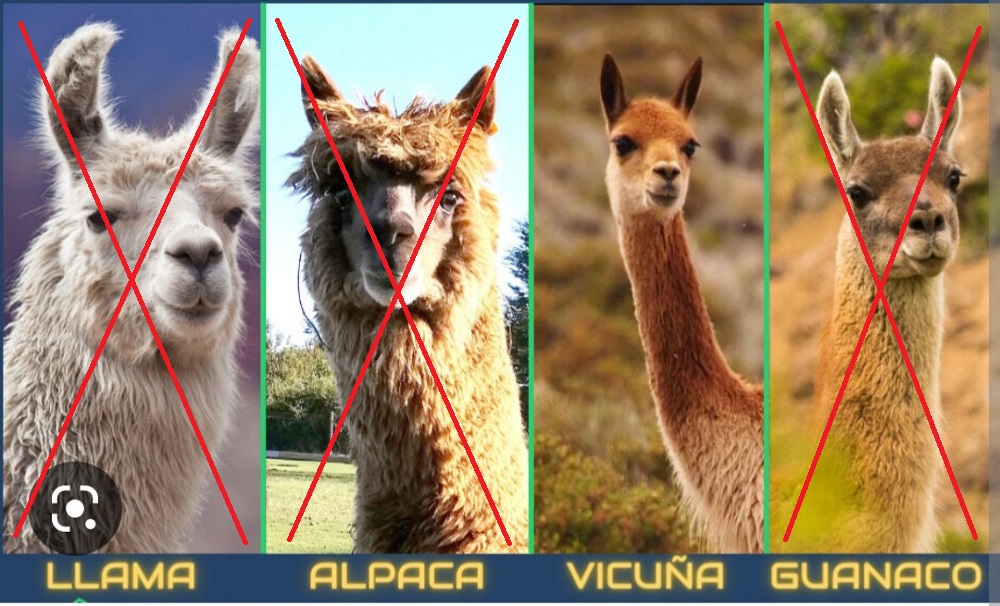 Lamy.jpg