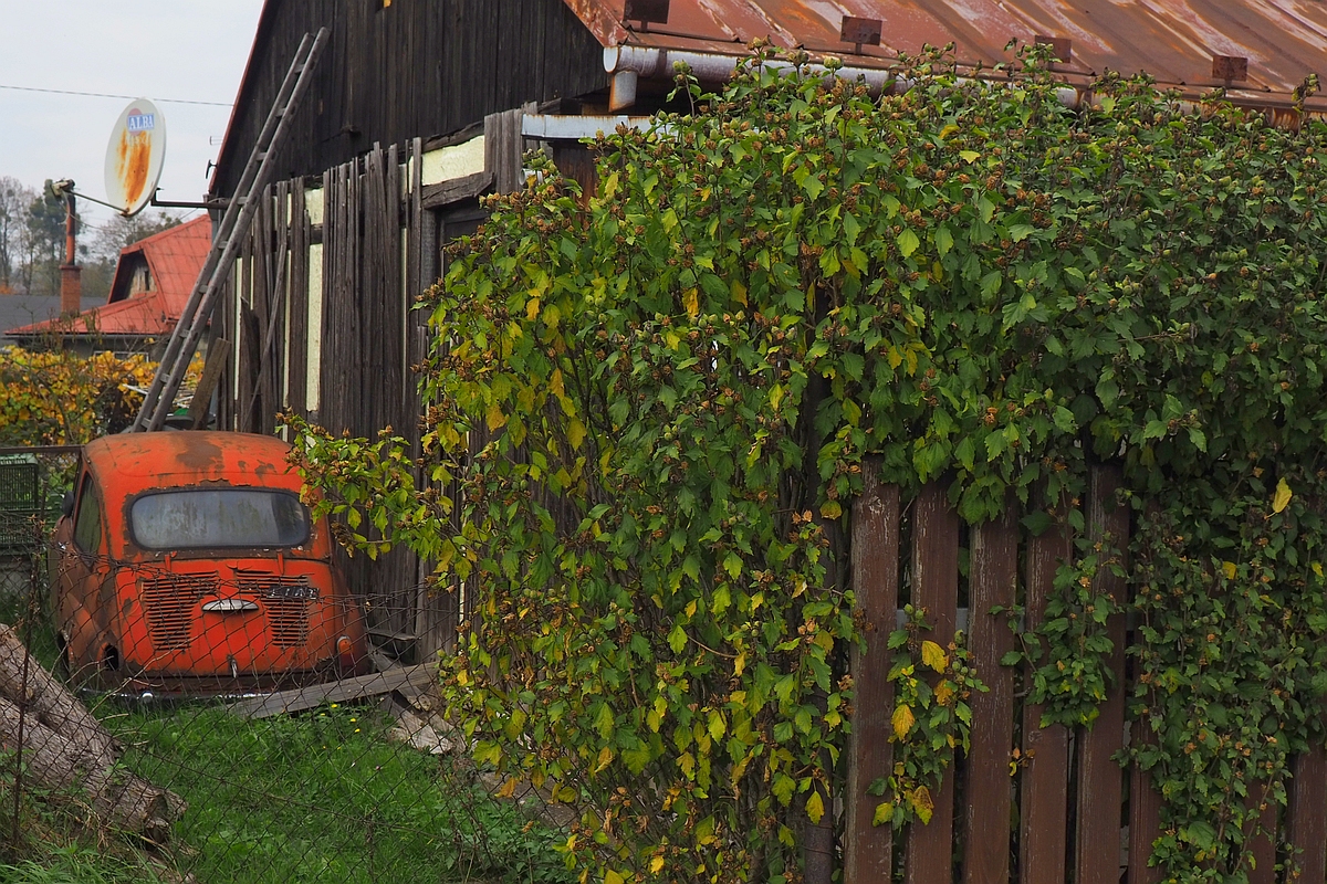 D236.jpg