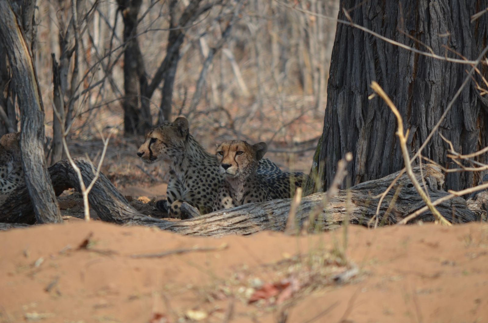botswana (372).jpg