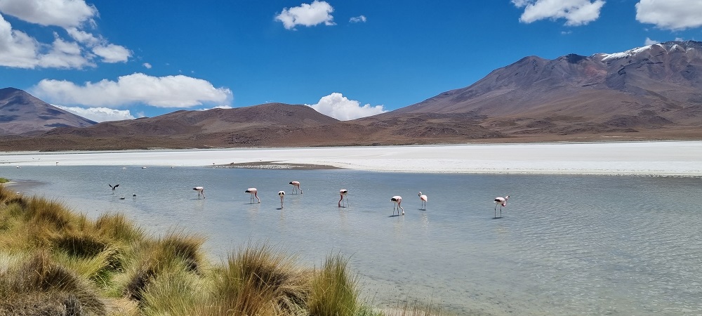 Salar10.jpg