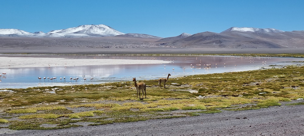 LagunaColorada7.jpg