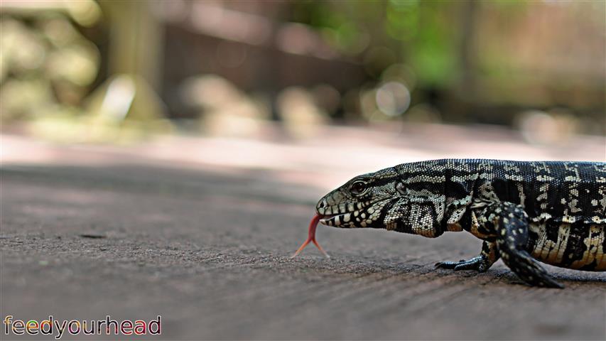 lizard (Small).jpg
