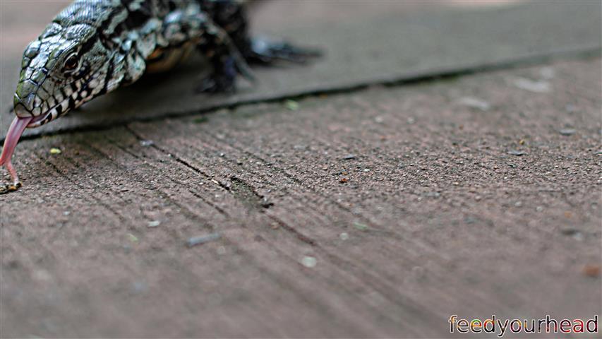 lizard2 (Small).jpg