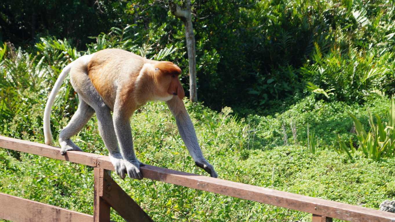 borneo2.jpg