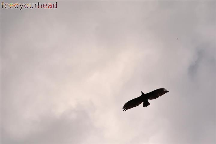 eagle (Small).jpg