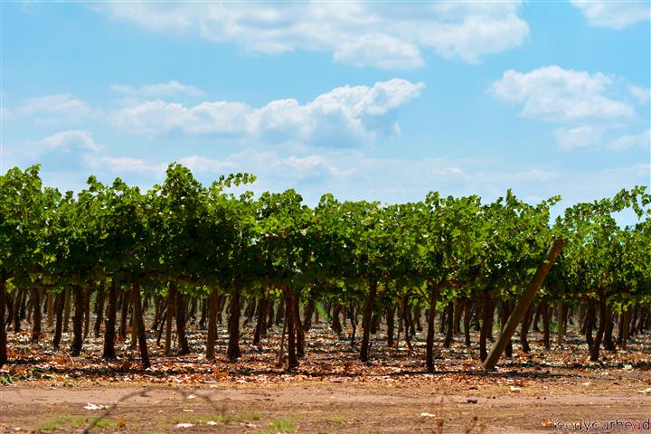 wino5 (Small).JPG