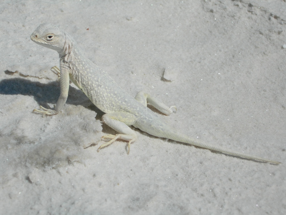 USA tour 2010 264.jpg