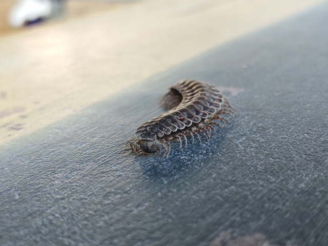 9a16407e-ca3a-4564-b428-2a5ce7f6576a Medium.jpeg