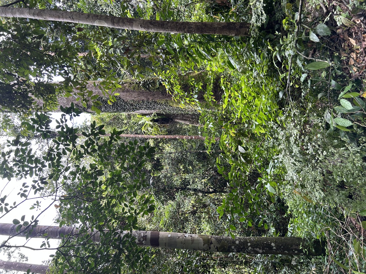 IMG_7417.jpeg