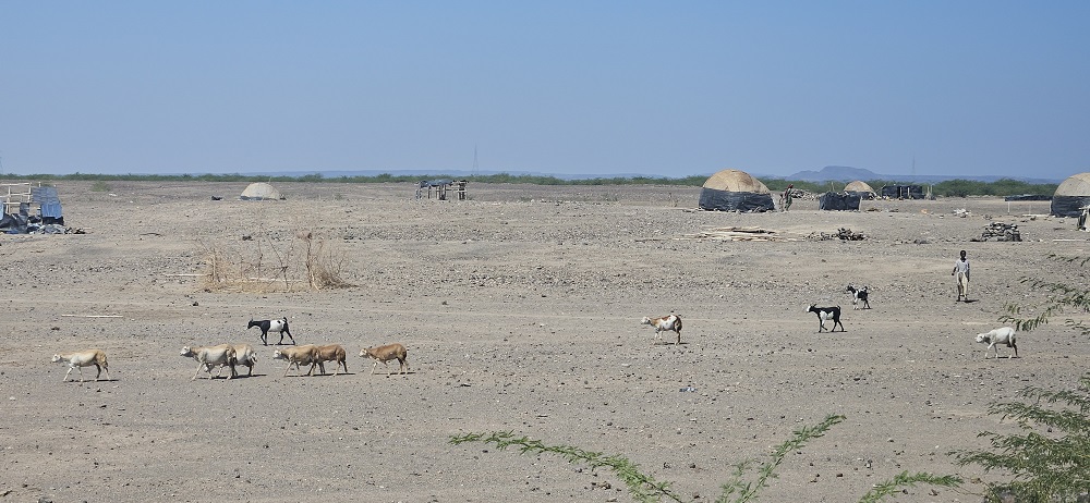 Afar4.jpg