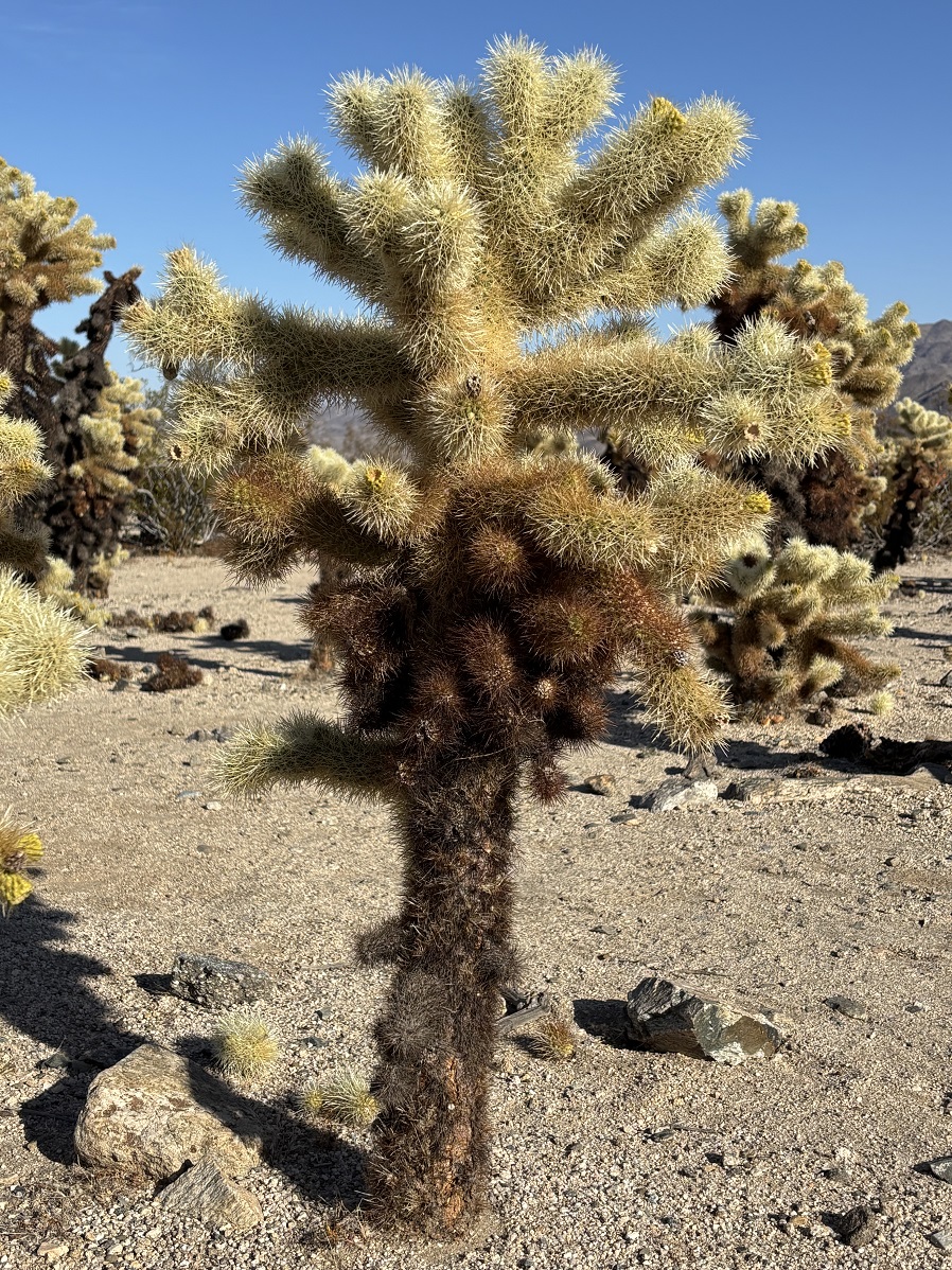 _IMG_9699.jpg