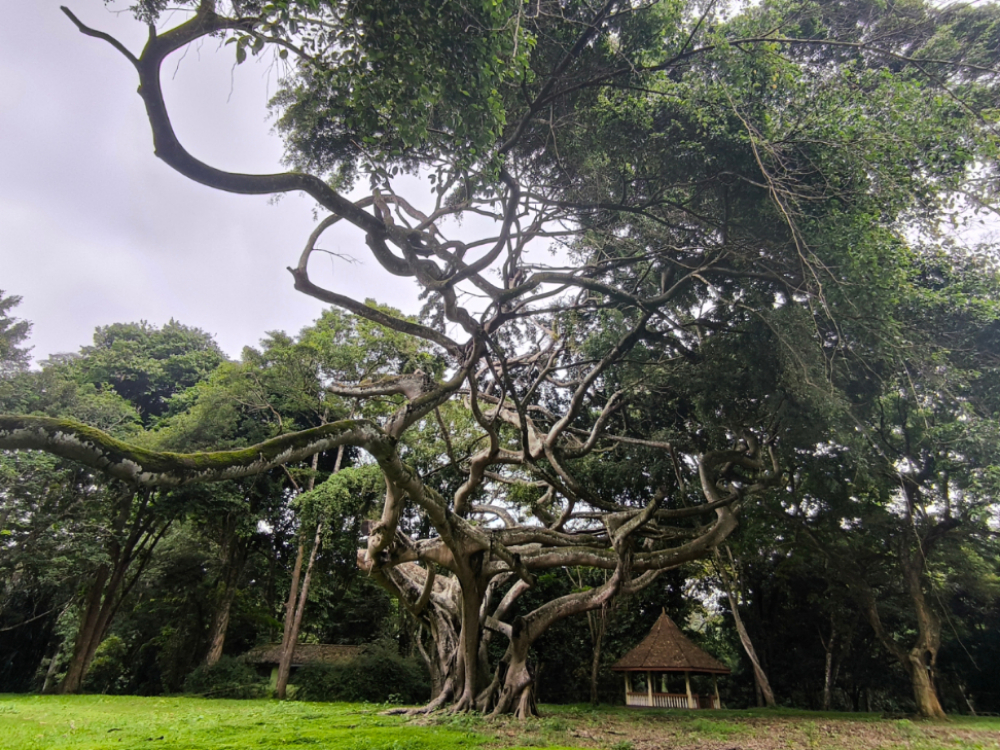 15_Sri Lanka.jpg