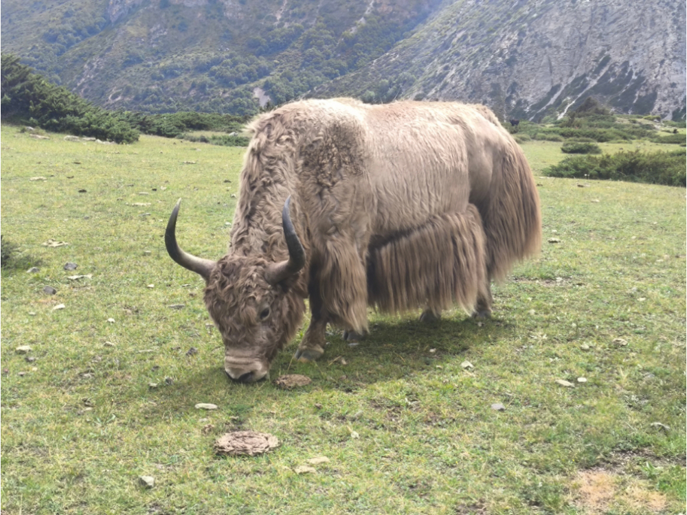 24_Nepal.jpg