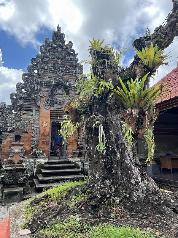 bali04.jpg
