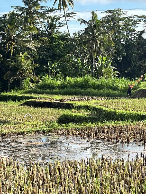 bali15.jpg