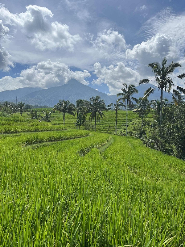 bali30.jpg