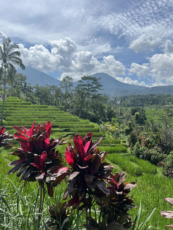 bali33.jpg