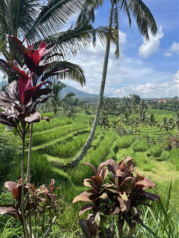 bali36.jpg