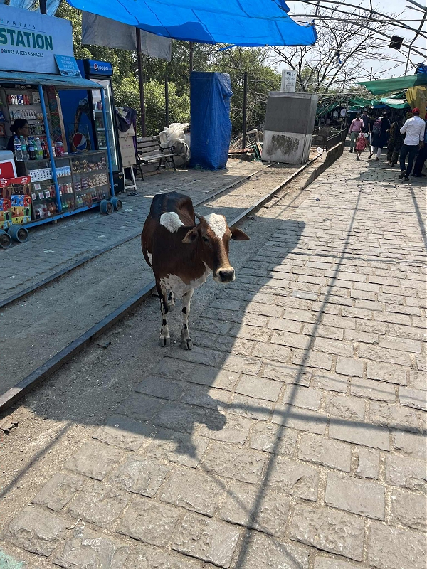 bom17.jpg