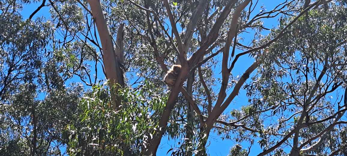 Australia_4.jpg