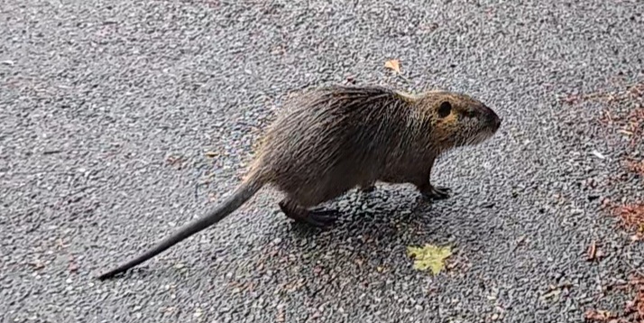 nutria.jpg