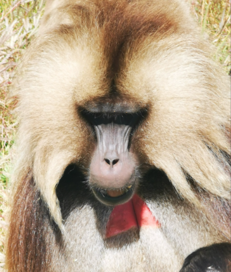 Etiopia.png
