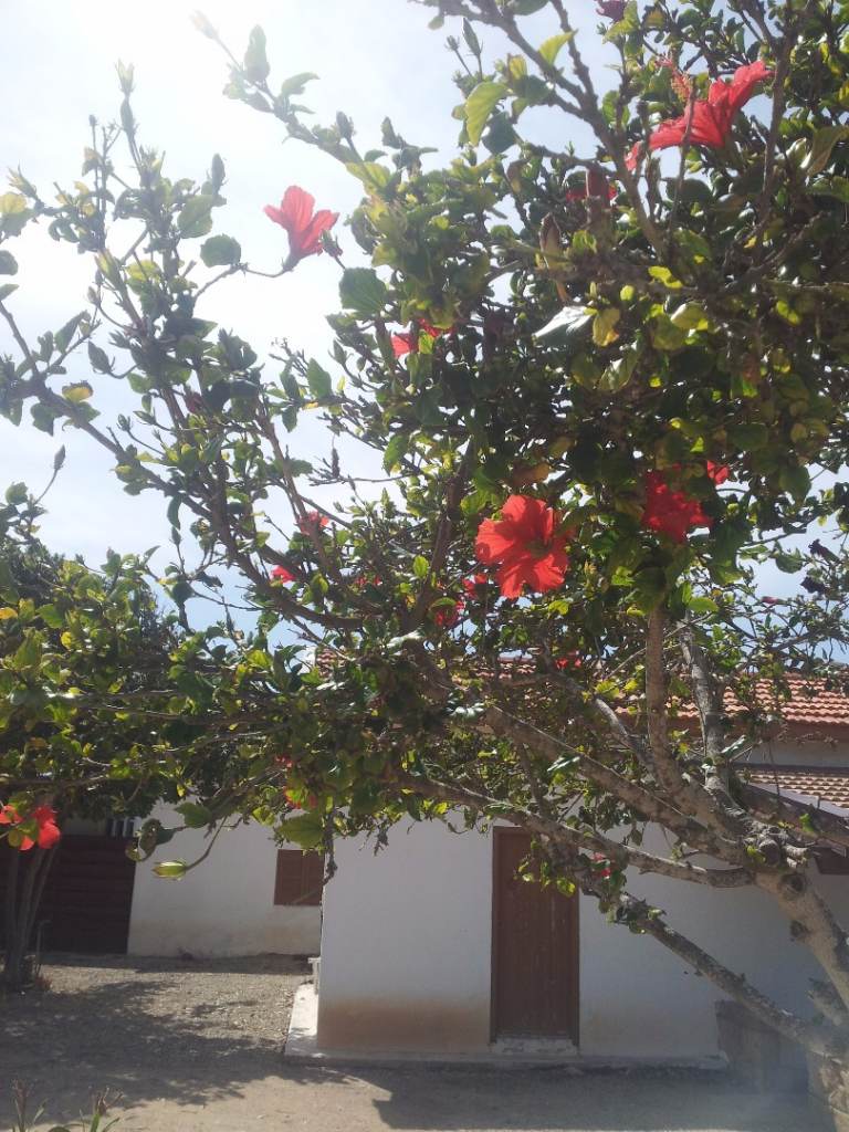 38. kwiaty pafos.jpg