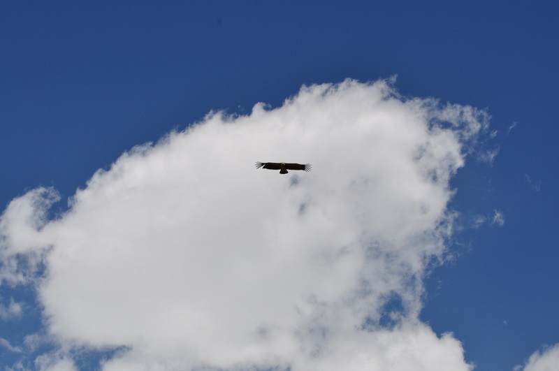 DSC_0560.JPG