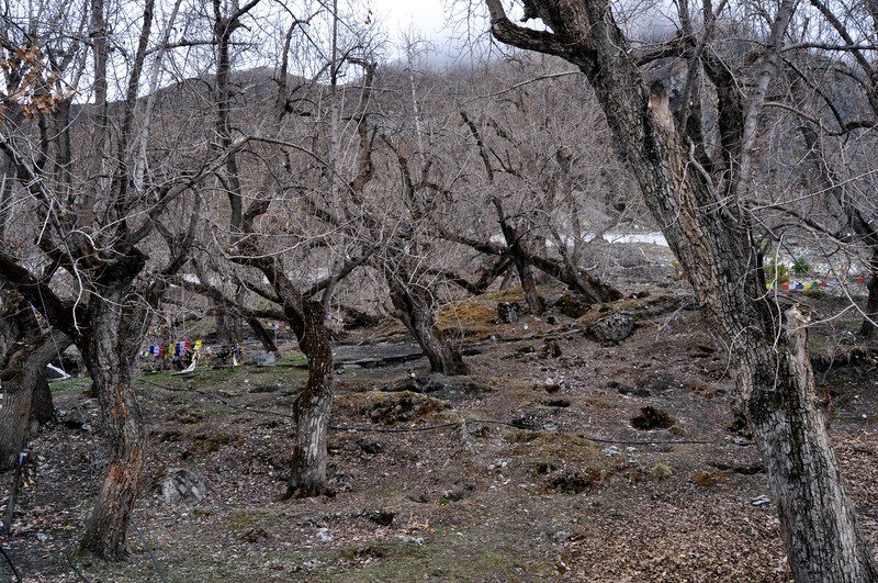 DSC_0782.JPG