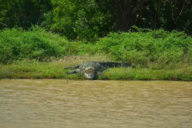 crocodile1.jpg