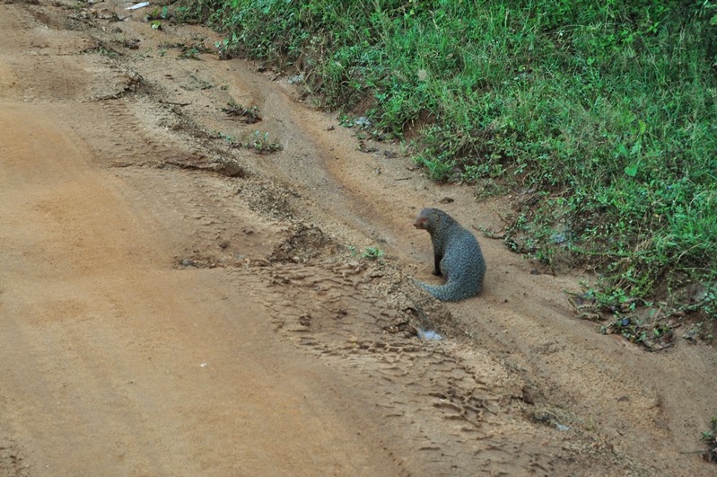 DSC_1443.JPG
