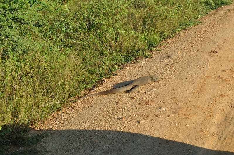 DSC_1463.JPG